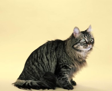 Brown Tabby Maine Coon Domestic Cat Sitting