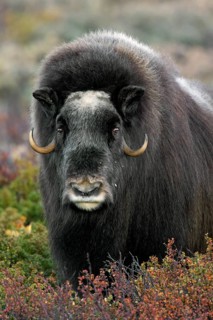 Musk ox