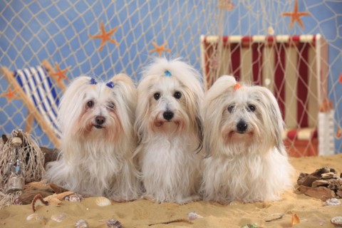 Coton de Tulear