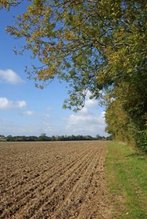 Newly drilled minimally cultivated seedbed for cereal crop with trees changing to autumn colours