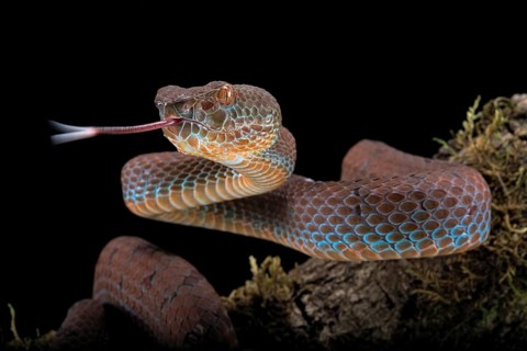 Philippines PitViper
