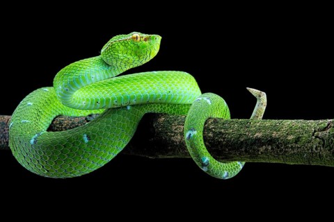 North Philippine Temple Pit Viper