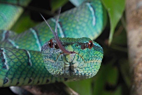 North Philippine Temple Pit Viper