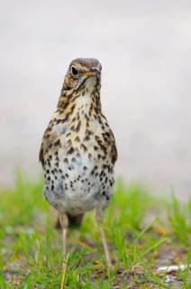 Song thrush