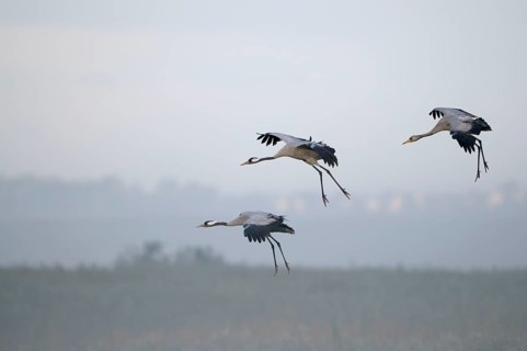 Cranes