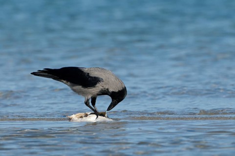 Hooded crow