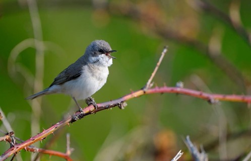 Clapper warbler
