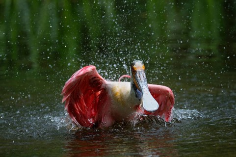 Roseate spoonbill