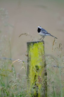 Pied Wagtail