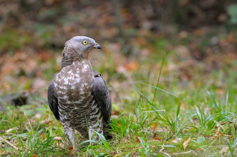Honey buzzard
