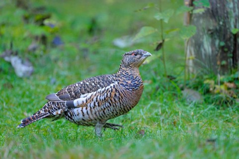Capercaillie