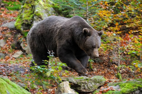 European brown bear