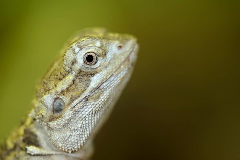 Stellion