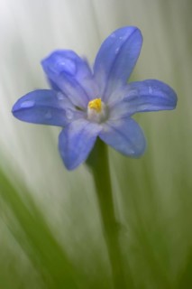Two-leaved blue star