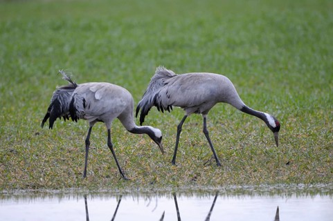 Crane
