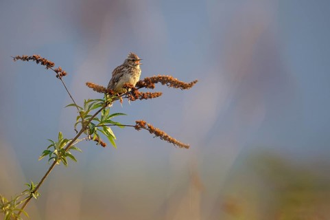 Woodlark