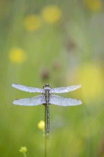 Western damselfly