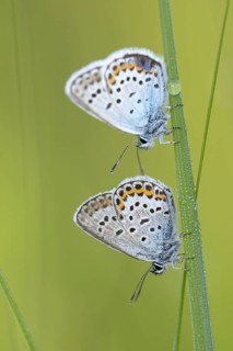 Argus blue butterfly
