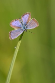 Argus blue butterfly