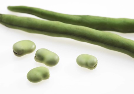 Fava Bean