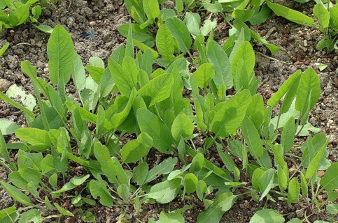 Chrysanthemum balsamita