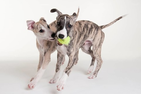 Whippet