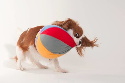 Kavalier King Charles Spaniel