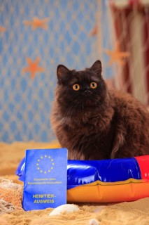 British longhair cat