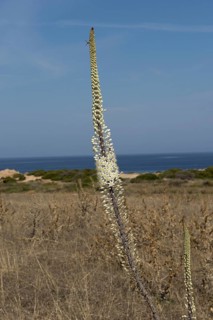 Flower spike of sea squill