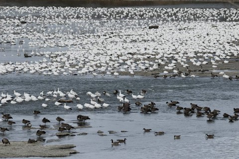 Snow geese