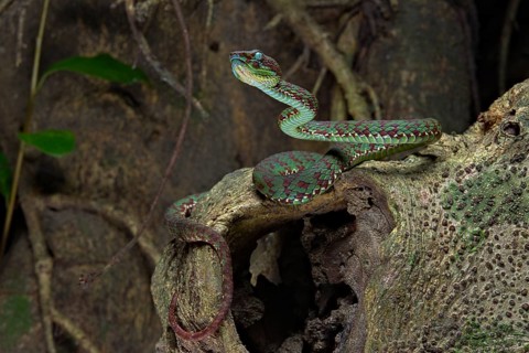Brown-spotted pit viper