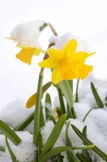 Yellow wild daffodil