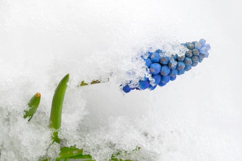 Grape hyacinth