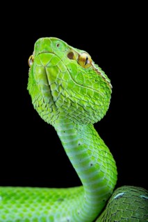 North Philippine Temple Pit Viper