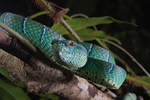North Philippine Temple Pit Viper
