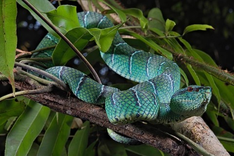 North Philippine Temple Pit Viper
