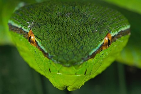 North Philippine Temple Pit Viper