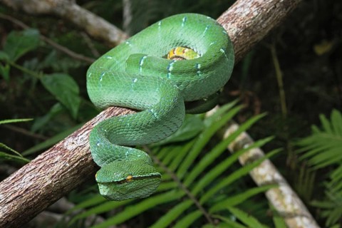 North Philippine Temple Pit Viper