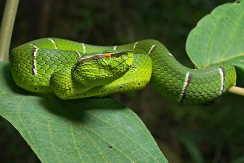 North Philippine Temple Pit Viper