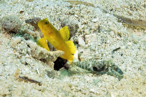 Yellow lemon watchman goby