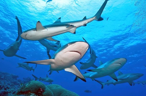 Grey reef shark