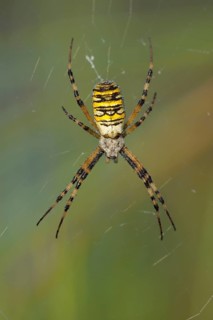 Wasp spider