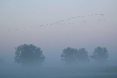 Cranes