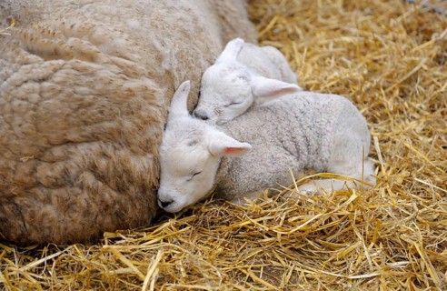 Texel sheep with lambs