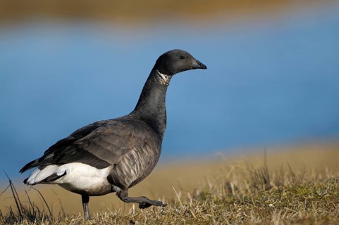 Brent Goose