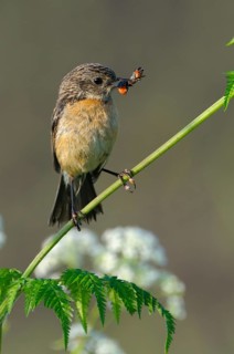 Stonechat