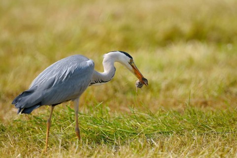 Grey heron