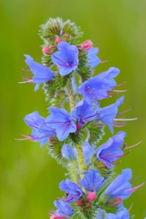 Common viper's bugloss