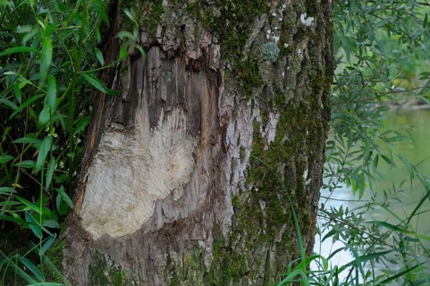 European beaver