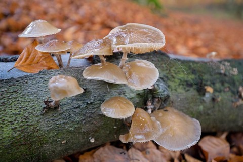 Beech slime